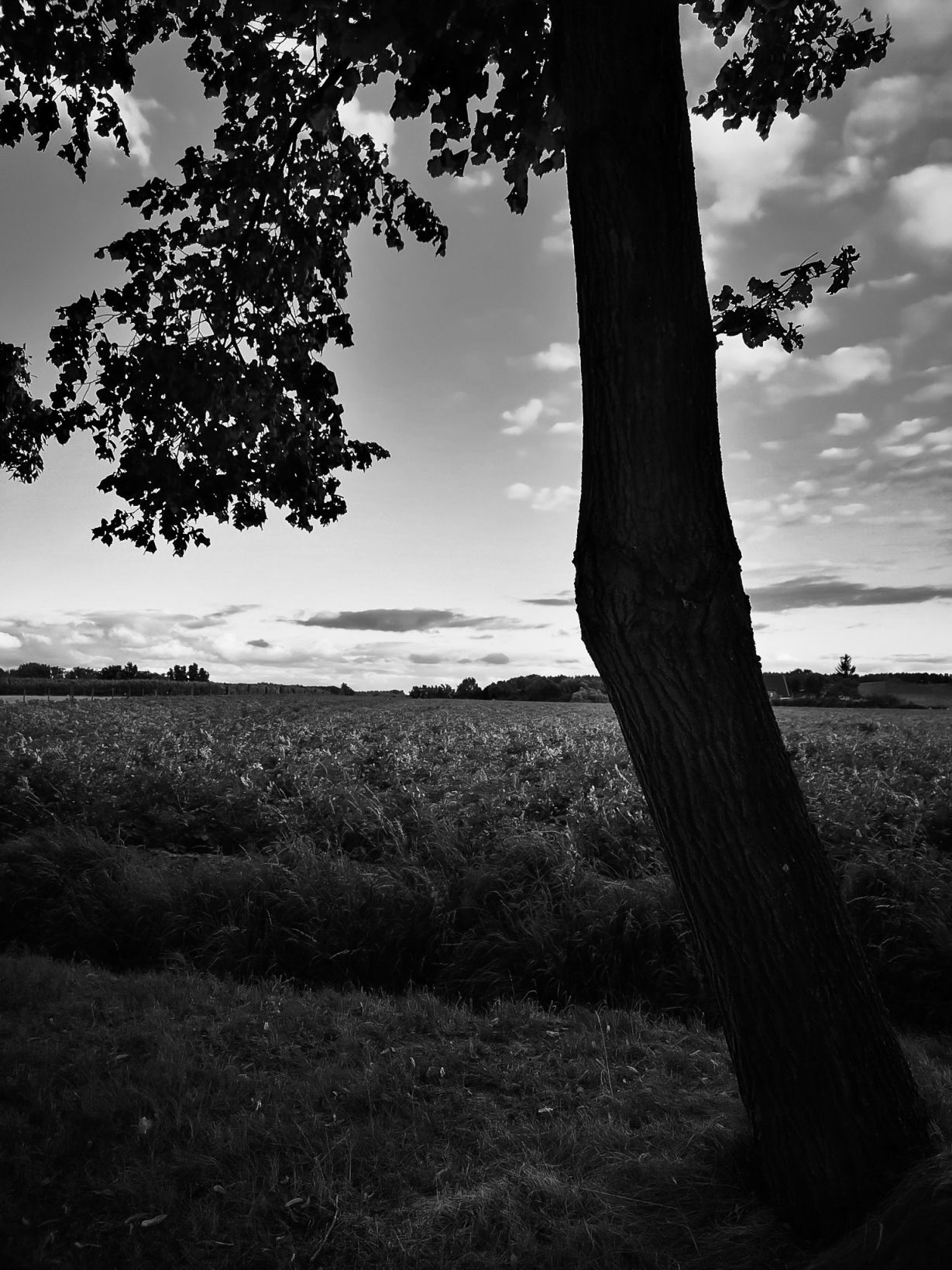 Bavegem Belgium, Jul 2022, Bart Van Kersavond